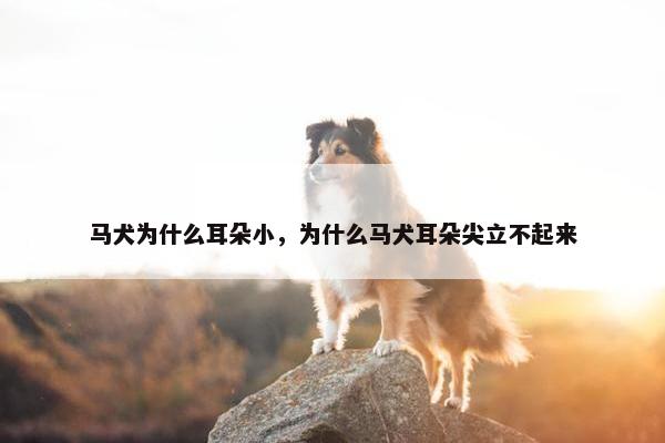 马犬为什么耳朵小，为什么马犬耳朵尖立不起来