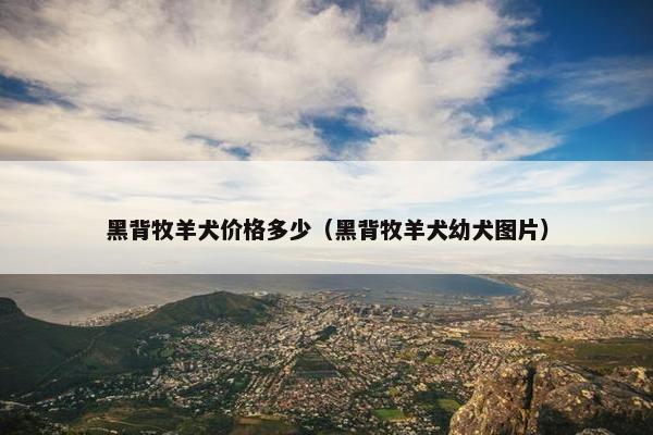 黑背牧羊犬价格多少（黑背牧羊犬幼犬图片）