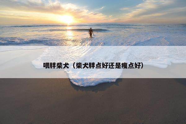 喂胖柴犬（柴犬胖点好还是瘦点好）