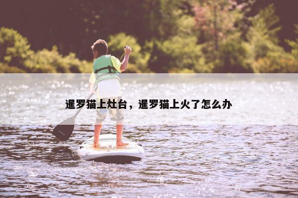 暹罗猫上灶台，暹罗猫上火了怎么办