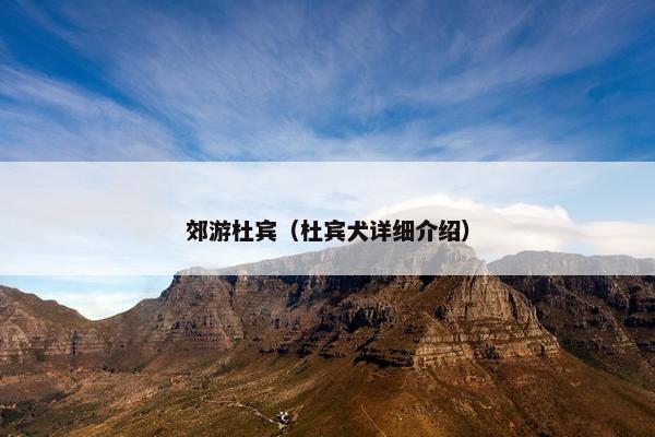 郊游杜宾（杜宾犬详细介绍）