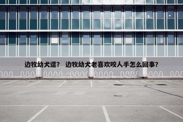 边牧幼犬逗？ 边牧幼犬老喜欢咬人手怎么回事？