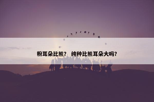 粉耳朵比熊？ 纯种比熊耳朵大吗？
