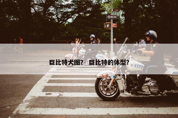 巨比特犬图？ 巨比特的体型？