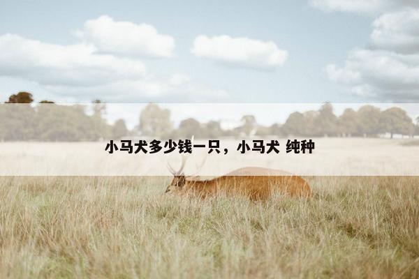 小马犬多少钱一只，小马犬 纯种