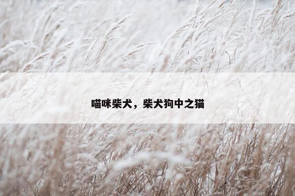 喵咪柴犬，柴犬狗中之猫