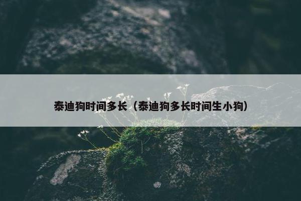 泰迪狗时间多长（泰迪狗多长时间生小狗）