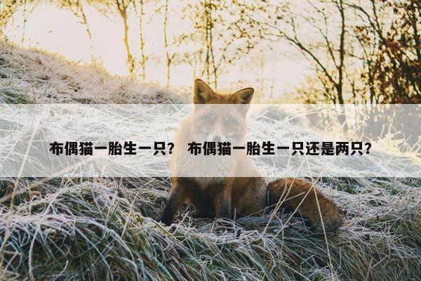 布偶猫一胎生一只？ 布偶猫一胎生一只还是两只？