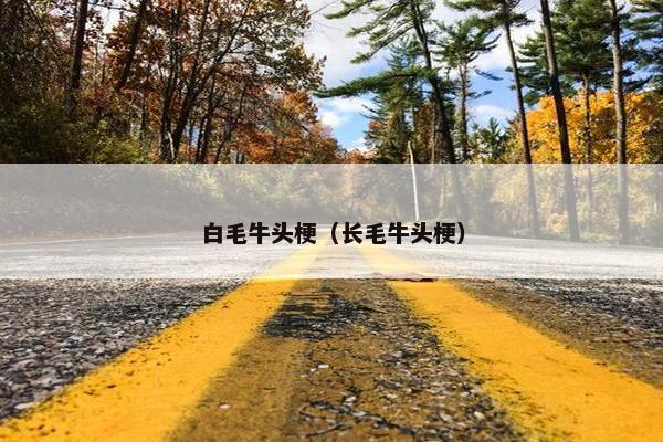 白毛牛头梗（长毛牛头梗）