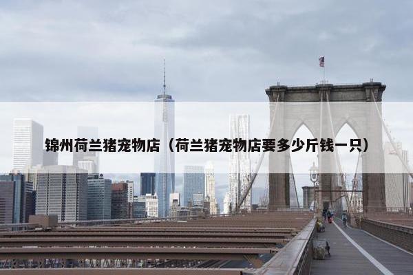 锦州荷兰猪宠物店（荷兰猪宠物店要多少斤钱一只）