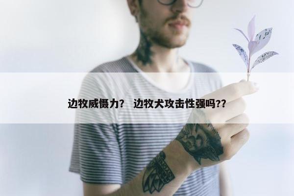 边牧威慑力？ 边牧犬攻击性强吗?？