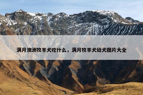 满月澳洲牧羊犬吃什么，满月牧羊犬幼犬图片大全