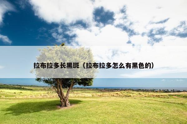 拉布拉多长黑斑（拉布拉多怎么有黑色的）