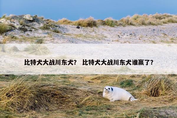 比特犬大战川东犬？ 比特犬大战川东犬谁赢了？