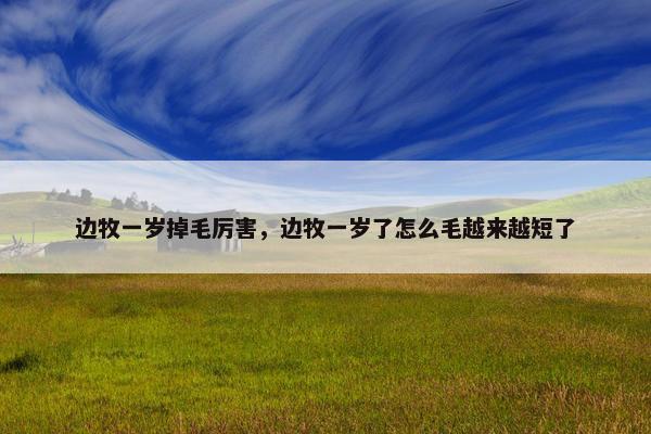 边牧一岁掉毛厉害，边牧一岁了怎么毛越来越短了