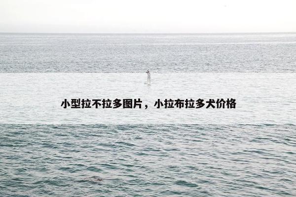 小型拉不拉多图片，小拉布拉多犬价格