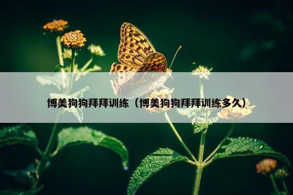 博美狗狗拜拜训练（博美狗狗拜拜训练多久）