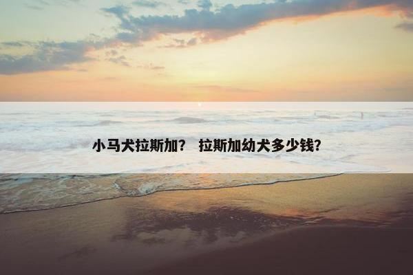 小马犬拉斯加？ 拉斯加幼犬多少钱？