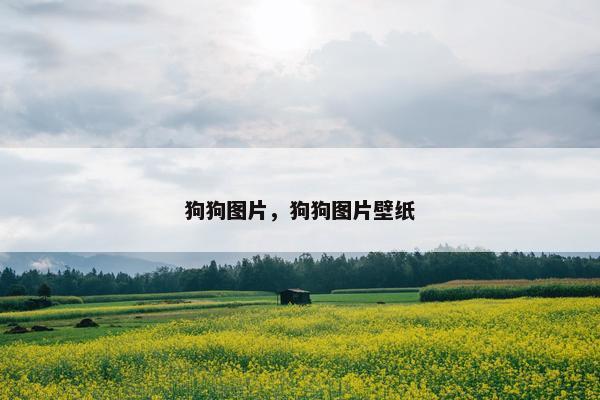 狗狗图片，狗狗图片壁纸