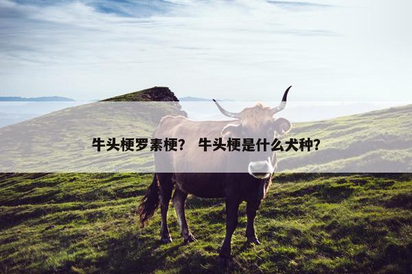 牛头梗罗素梗？ 牛头梗是什么犬种？