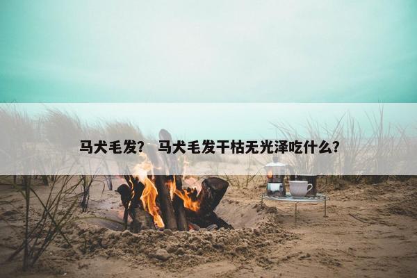 马犬毛发？ 马犬毛发干枯无光泽吃什么？