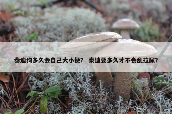 泰迪狗多久会自己大小便？ 泰迪要多久才不会乱拉屎？