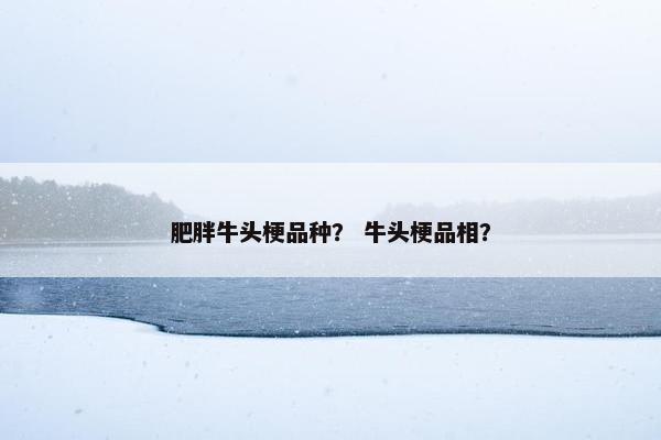 肥胖牛头梗品种？ 牛头梗品相？