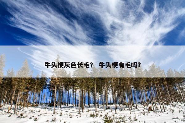 牛头梗灰色长毛？ 牛头梗有毛吗？