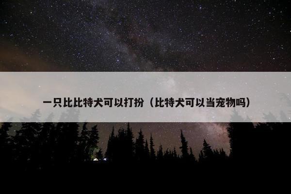 一只比比特犬可以打扮（比特犬可以当宠物吗）