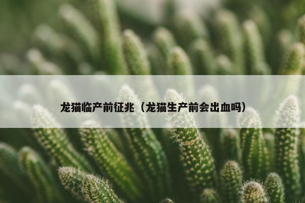 龙猫临产前征兆（龙猫生产前会出血吗）