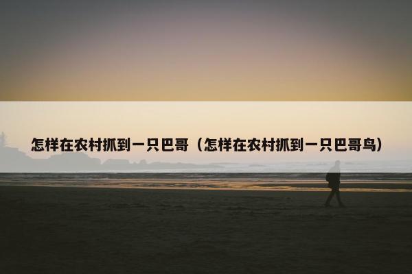怎样在农村抓到一只巴哥（怎样在农村抓到一只巴哥鸟）