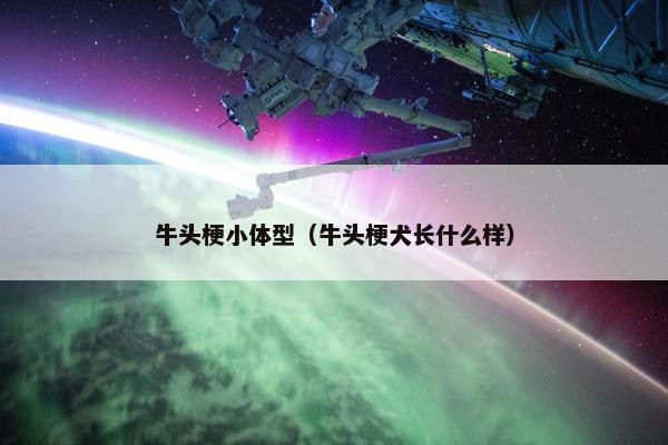 牛头梗小体型（牛头梗犬长什么样）
