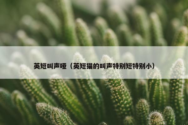 英短叫声哑（英短猫的叫声特别短特别小）