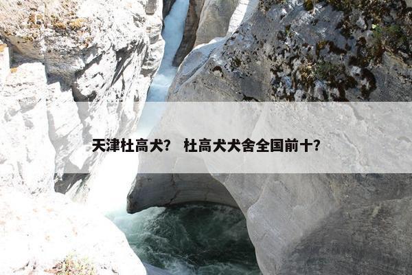 天津杜高犬？ 杜高犬犬舍全国前十？