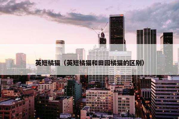 英短橘猫（英短橘猫和田园橘猫的区别）