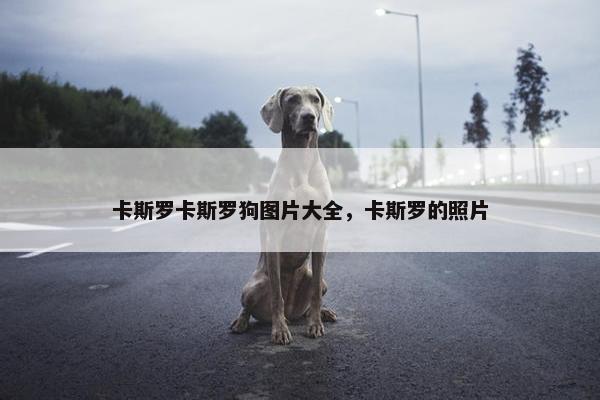 卡斯罗卡斯罗狗图片大全，卡斯罗的照片