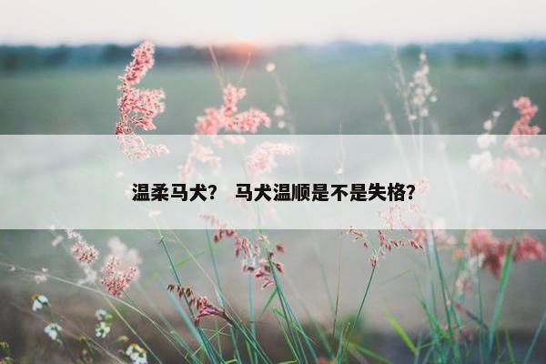 温柔马犬？ 马犬温顺是不是失格？