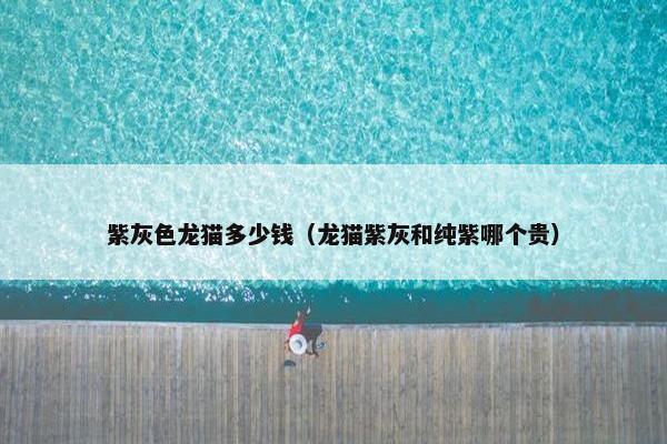 紫灰色龙猫多少钱（龙猫紫灰和纯紫哪个贵）