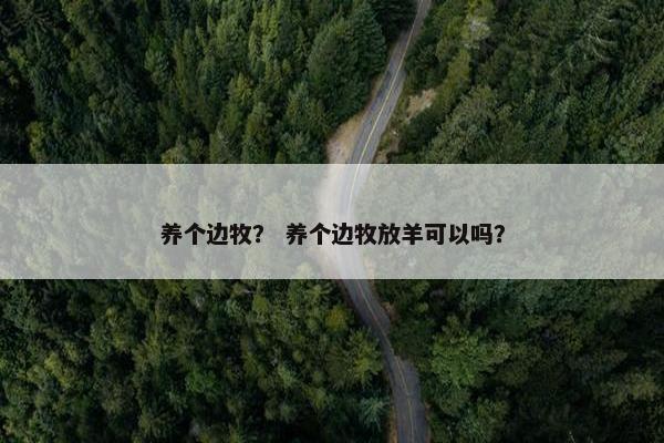 养个边牧？ 养个边牧放羊可以吗？