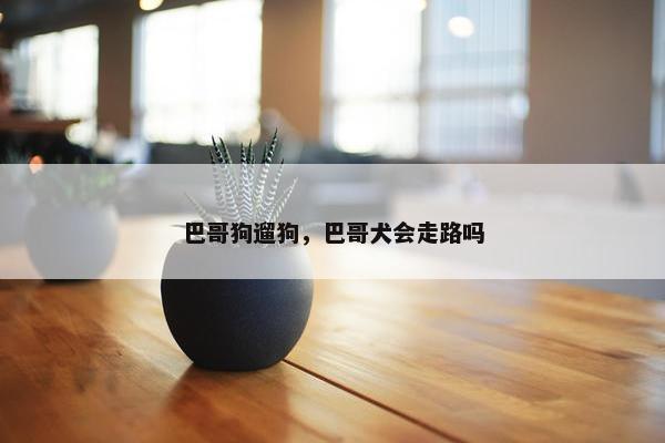 巴哥狗遛狗，巴哥犬会走路吗