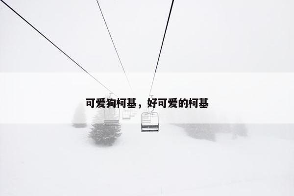 可爱狗柯基，好可爱的柯基