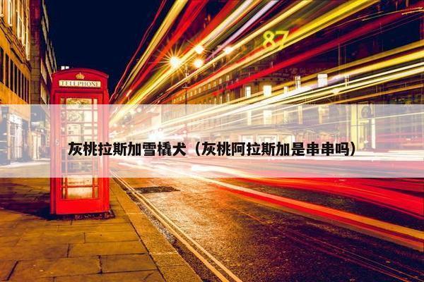 灰桃拉斯加雪橇犬（灰桃阿拉斯加是串串吗）