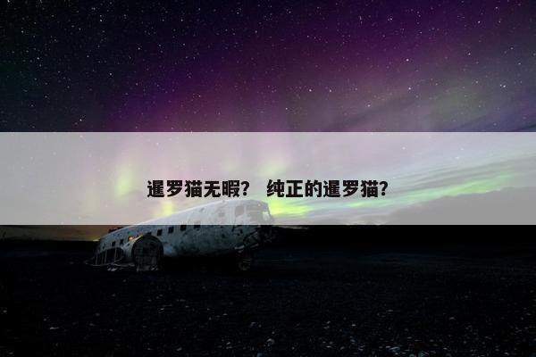 暹罗猫无暇？ 纯正的暹罗猫？