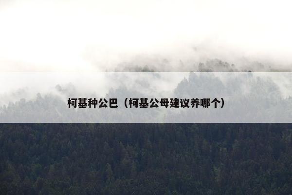 柯基种公巴（柯基公母建议养哪个）