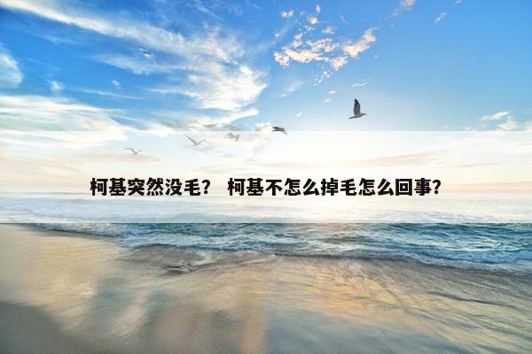 柯基突然没毛？ 柯基不怎么掉毛怎么回事？
