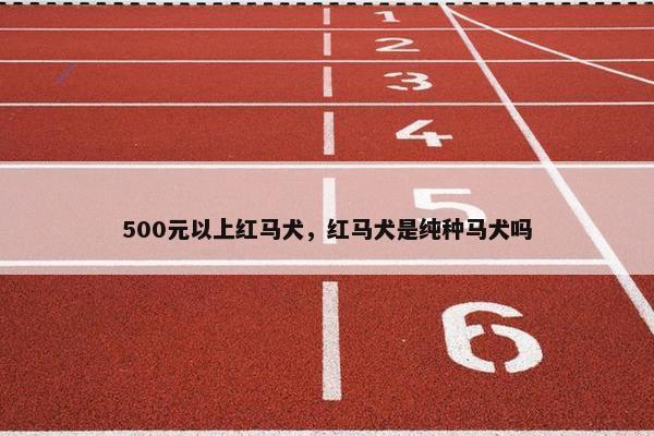 500元以上红马犬，红马犬是纯种马犬吗