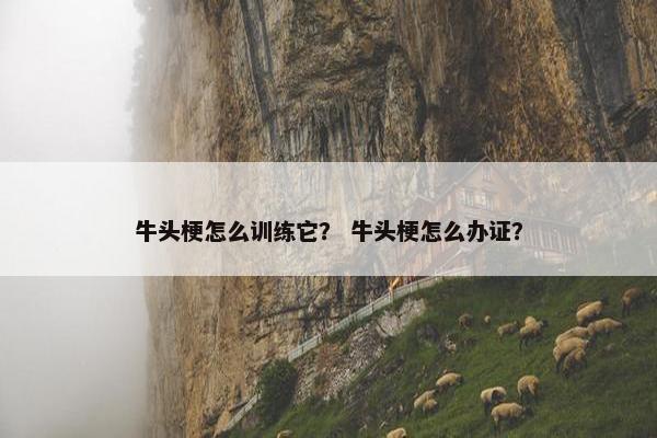牛头梗怎么训练它？ 牛头梗怎么办证？