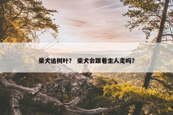 柴犬追树叶？ 柴犬会跟着主人走吗？