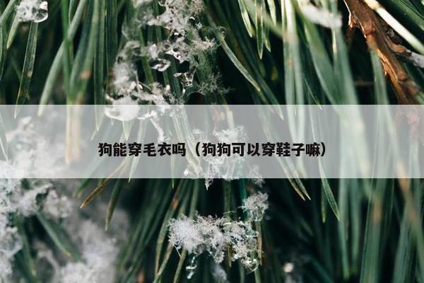 狗能穿毛衣吗（狗狗可以穿鞋子嘛）