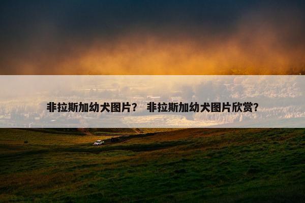 非拉斯加幼犬图片？ 非拉斯加幼犬图片欣赏？